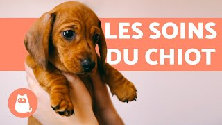 Comment soccuper dun chiot  🐶 GUIDE COMPLET [upl. by Tihw375]