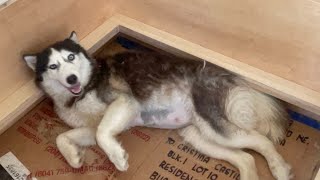 I Build A WHELPING BOX For My Pregnant HUSKY  Preparations for Sasha’s LABOUR [upl. by Eveivenej807]