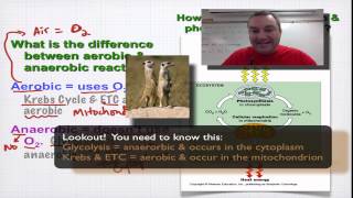 Chapter 9 Part 2  Comparing Photsynthesis and Respiration [upl. by Butterworth540]