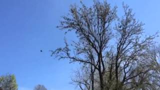 Grackle Flock Hundreds of Birds Singing and Flying Away [upl. by Kcirddec]