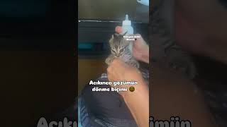 Afiyet olsun kuzum 😻 catvideos cat kedisesi kedi 🎥betulbet [upl. by Enelyad103]