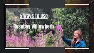 5 Ways To Use Rosebay Willowherb Fireweed  Ancestors Pain Killer  Foraging  Natures Resources [upl. by Emalee]