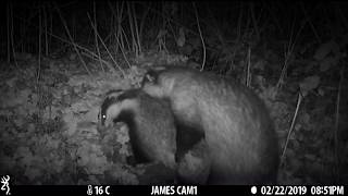 Have you ever seen Badgers mating Incredible footage of breeding season [upl. by Mooney]