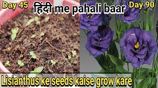 How to grow Lisianthus from seeds  Lisianthus के बीज कैसे उगाए [upl. by Chandless218]