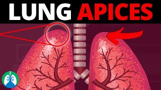 Lung Apices Medical Definition  Quick Explainer Video [upl. by Lleret927]