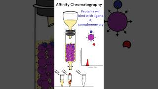 Affinity Chromatography chromatography animation [upl. by Liuqnoj]