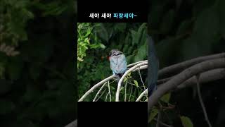 여름철새 파랑새 Oriental Dollarbird [upl. by Reivazx]