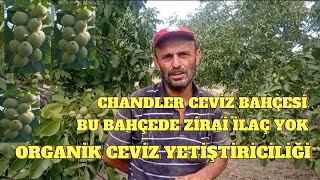 Chandler Ceviz YetiştiriciliğiGüllece bulamacı ile Sıfır İlaçOrganik tarım ceviz keşfet [upl. by Abla]