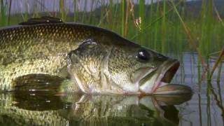 Fly Fishing with Top Water Frog Poppers  Legendary Alpine Bass By Todd Moen [upl. by Eel128]