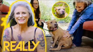 Potential Adopter Instantly Falls In Love With Stray Dog Kiesha  Pit Bulls amp Parolees [upl. by Mcnalley443]