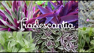 TOP 10 TRADESCANTIA PLANTIO E CUIDADOS 🌿IRMÃS TOMATELI [upl. by Florie]