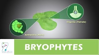 BRYOPHYTES [upl. by Megargee]