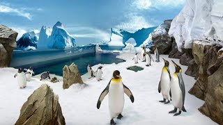 Penguin 🐧 Antarctica Encounter  SeaWorld Orlando [upl. by Annij]