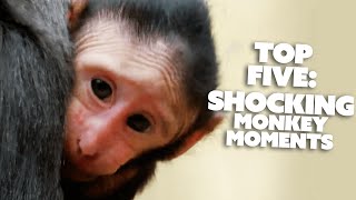 Top 5 Most SHOCKING Monkey Moments  Nature Bites [upl. by Veron]