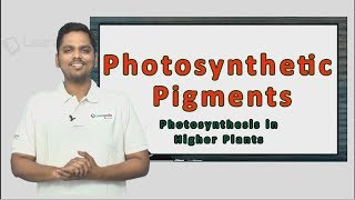 Know more about Photosynthetic Pigments Neet Botany XI Photosynthesis in Higher Plants [upl. by Nennerb]