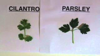 Difference Between Parsley and Cilantro [upl. by Ensoll]