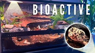 🌿BIOACTIVE VIVARIUM FOR A LEOPARD GECKO  TERRAQUAMAN [upl. by Ardnekahs316]