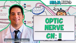 Neurology  Optic Nerve  Cranial Nerve II Visual Pathway and Lesions [upl. by Meghan]