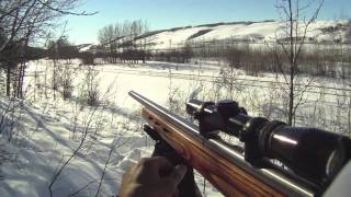 coyote hunting 22 mag [upl. by Hallerson797]