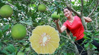 Bring pomelo home  Pomelo fruit cooking  Large citrus fruit harvest in my homeland [upl. by Uria]