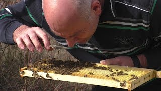 Frühjahrsputz am Bienenstand [upl. by Atronna]