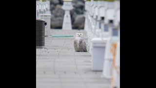 Snowy Owl Sighting December 2019 Buffalo Harbor [upl. by Dao]