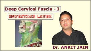 Deep Cervical Fascia  I Investing Layer Anatomy  Simplified Fascia colli [upl. by Goraud521]