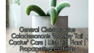 Cleistocactus Colademononis quotMonkey Tail Cactusquot Care  Wish List Plant  Propagating Cuttings [upl. by Norahs]