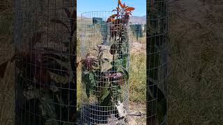 Aravaipa Avocado Tree takes high heat and cold well many flowers for small tree [upl. by Yleme]