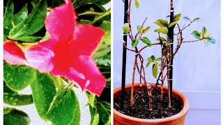 Repotting Dipladenia Tips for Thriving After Winter [upl. by Yniattirb]