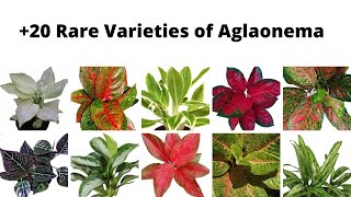 Aglaonema Chinese Evergreen Care A NoobProof Houseplant [upl. by Calmas]