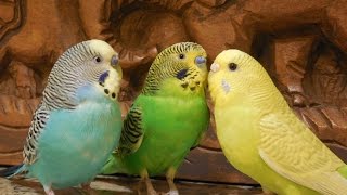 Male parakeets use their songs to attract female parakeets 10 Hr Nature bird sounds [upl. by Publius840]