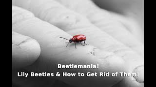 Get Gardening Beetlemania Lily Beetles amp How to Get Rid of Them [upl. by Schriever69]