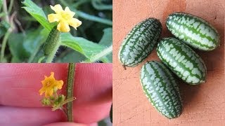 Mouse Melons cucamelon a tasty amp easy to grow sour gherkin [upl. by Pickar]