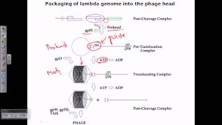 Packaging of a genome in phage head [upl. by Vin922]