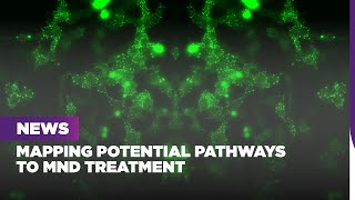 Mapping potential pathways to MND treatment [upl. by Wylma947]