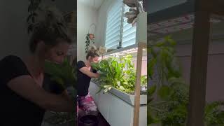 Rise Garden Finally A hydroponic garden worth the price [upl. by Accire]