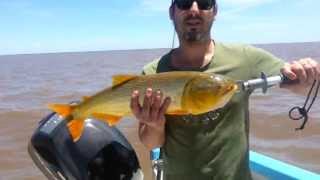 Dorado de 3300 Kg en Villa Paranacito con David del Valle PESCALOCA [upl. by Nido]