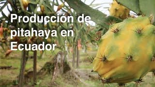 Producción de pitahaya en Ecuador [upl. by Teodor]