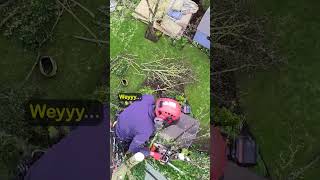 Arborist at work Sycamore tree removal uk tree surgeon arborist treework treesurgeon [upl. by Elvyn]