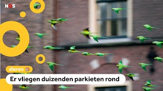 In Nederland vliegen superveel exotische vogels [upl. by Yrroc120]