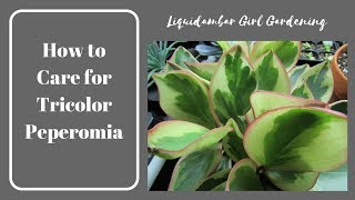 Tips for Growing Tricolor Peperomia  Houseplants  Succulents [upl. by Norramic]