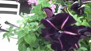 Balls Black Velvet Petunia [upl. by Wilie436]