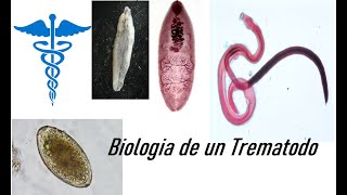 Práctica de Biología de un Trematodo [upl. by Cornall]