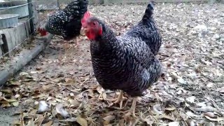 Silver Laced Wyandotte and Barred Rock Hens [upl. by Vergne307]