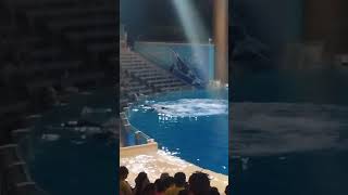 Orca encounters at SeaWorld Orlando pt 14 [upl. by Ettezel26]