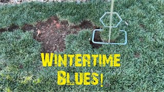 Fescue Lawn Update And Winter Maintenance [upl. by Sherurd]