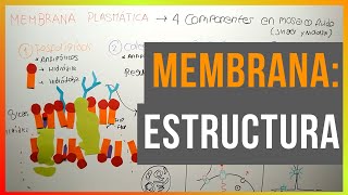 Estructura de la Membrana Plasmática [upl. by Leahplar]