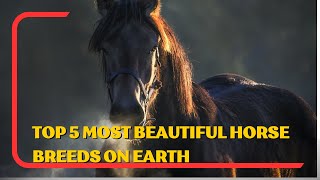 tOP 5 most beautiful horse breeds on Earth [upl. by Elenahc699]