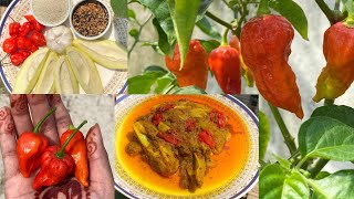 নাগা মরিচ ও কাঁচা আমের আচার মাত্র ১০ মিনিটে ।Bangladeshi Bombay Moricher pickle Recipe Naga মরিচ [upl. by Cristiano]